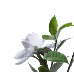 White Flower - Popular Download PNG