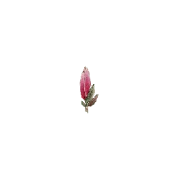 Pink Flower - High Download Count PNG - beautiful