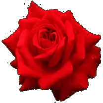 Rose - nature - High Download Count PNG