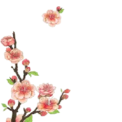Peach Blossom Branch - nature - plant - PNG Images