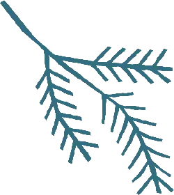 Pine Branch - line - PNG