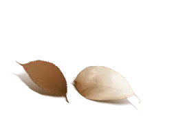 Autumn Leaves - nature - leaves - High Resolution PNG