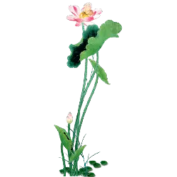 Lotus Flower - High Resolution PNG - leaf
