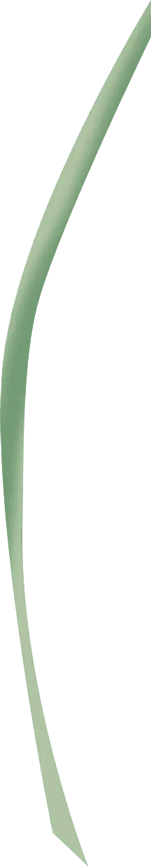 Green Curve - geometric shape - No Background PNG