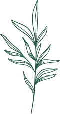 Green Plant Branch - minimalistic - line drawing - Free PNG