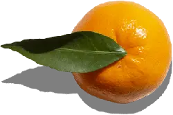 Orange - fresh - sweet orange - Free Download PNG