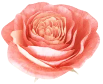 Rose - Lossless PNG - petal