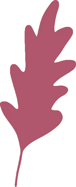 Oak Leaf - ecology - No Background PNG