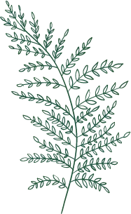 Fern - line drawing - PNG Images
