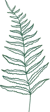 Fern - leaf - Transparent Layer PNG