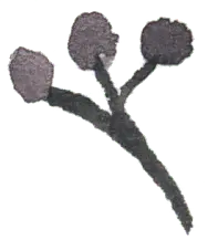 Clover - Transparent Background PNG - ecology
