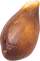 Coconut - nut - High Download Count PNG