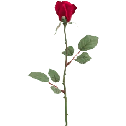 Rose - red - No Watermark PNG