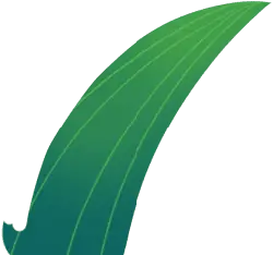 Green Leaf - PNG