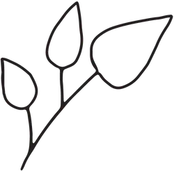 Clover - line drawing - PNG