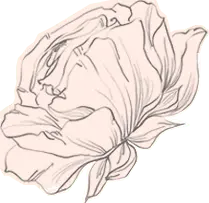 Peony Flower - line drawing - Free PNG
