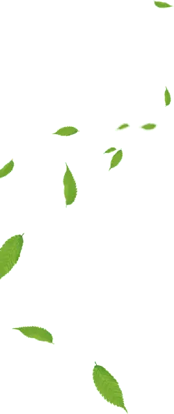 Leaves Falling - nature - Designer's Pick PNG