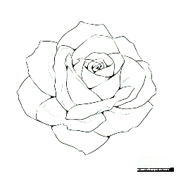 Rose - artwork - Free Download PNG