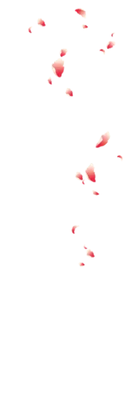Pink Petals - Transparent Background PNG - background