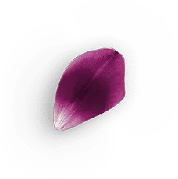 Petals - purple - leaf - Transparent Background PNG