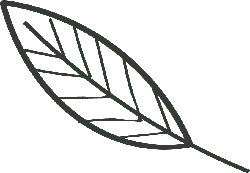 Leaf - Free PNG - No Watermark PNG