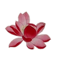 Lotus Flower - beautiful - High Resolution PNG