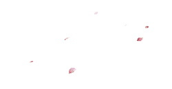 Cherry Blossom Petals - petal - No Watermark PNG