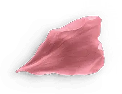 Petal - nature - Designer's Pick PNG