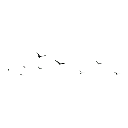 Trending PNG - Black Owl - nocturnal animal - Pic 3