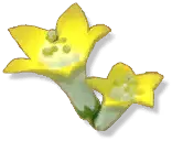 Meconopsis confertiflora - plant - No Watermark PNG