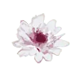 Pink Flower - petal - flower - Free PNG
