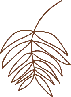 Palm Leaf - line drawing - Free PNG