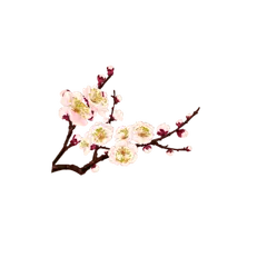 Plum Blossom - Transparent Layer PNG