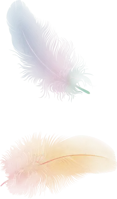 Feather - natural - elegant - No Watermark PNG