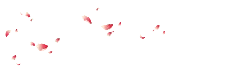 Cherry Blossom Petals Falling - petal - High Resolution PNG