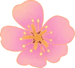 Cherry Blossom - PNG - Transparent Layer PNG