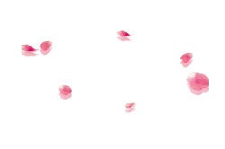 Pink Petals - beautiful - PNG