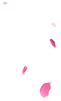 Pink Petals - High Resolution PNG - Fast Download PNG