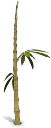 Bamboo - nature - leaf - No Background PNG