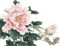 Peony - Fast Download PNG - green leaves