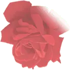 Fast Download PNG - beautiful - Rose