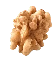 Walnut Kernel - nut - Lossless PNG