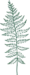 Fern - growth - No Background PNG