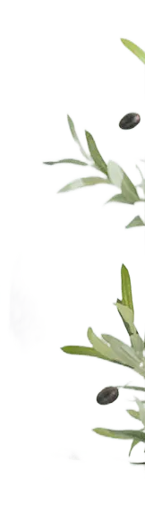 Olive Branch - leaves - High Quality PNG