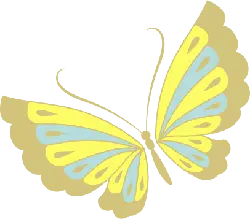 Butterfly - Popular Download PNG