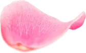 Petals - soft - pink - No Watermark PNG