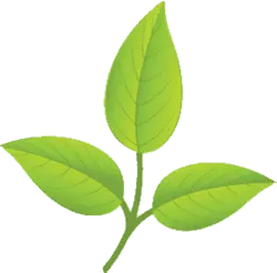 Clover - ecology - Transparent Layer PNG