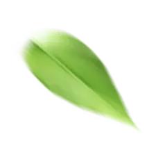 Green Leaf - Transparent Background PNG - Trending PNG
