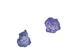 Purple Flowers - plant - beautiful - PNG