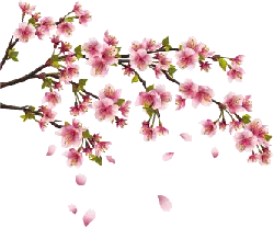 Cherry Blossom - High Resolution PNG - Transparent Layer PNG